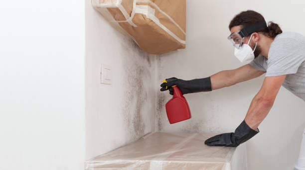 Professional Mold Removal technician working in Dunkirk, MD